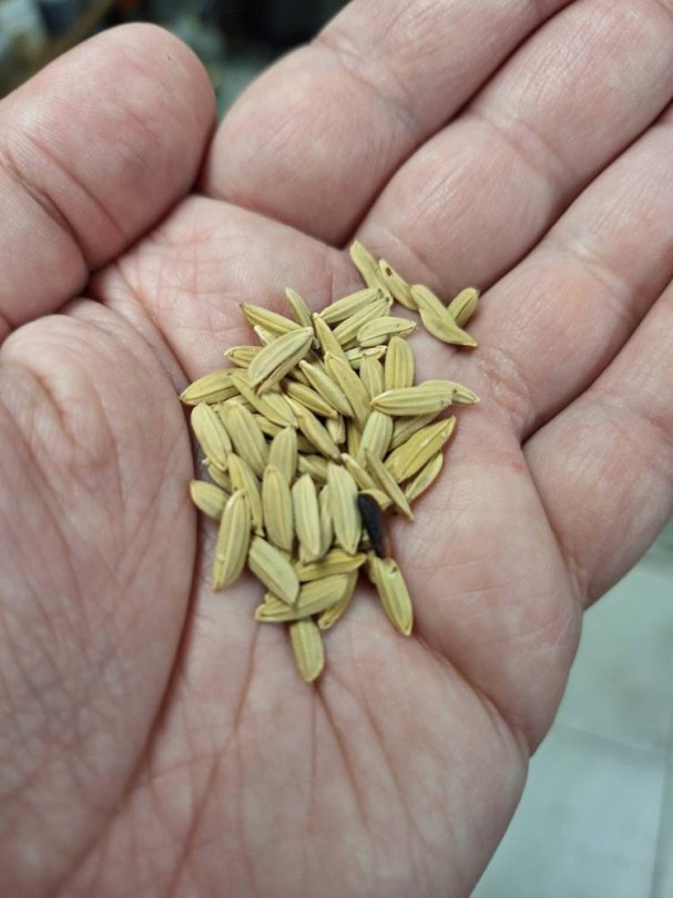 Indiai aranyhéjú feketemagvú rizs, Oryza sativa, amaránt, gabona